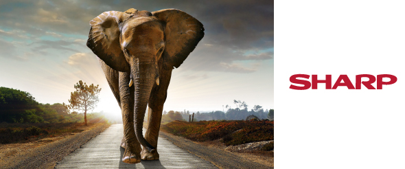 Огромный дисплей 8К со сверхчётким изображением от Sharp